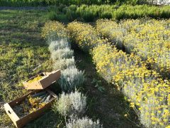 SCOPRI LA SAPONERIA E LE ERBE OFFICINALI -Workshop BASE 19 APRILE 2023